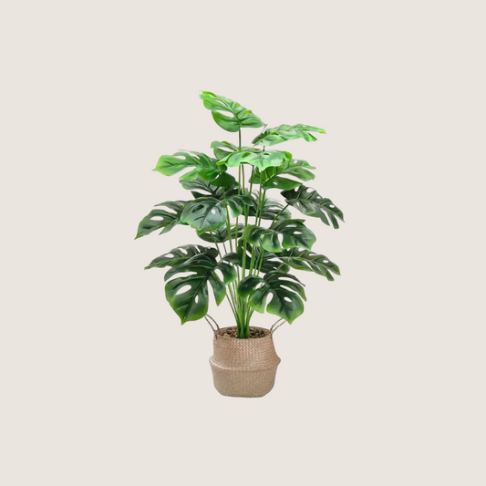 JUNGLE FLOOR PLANTS