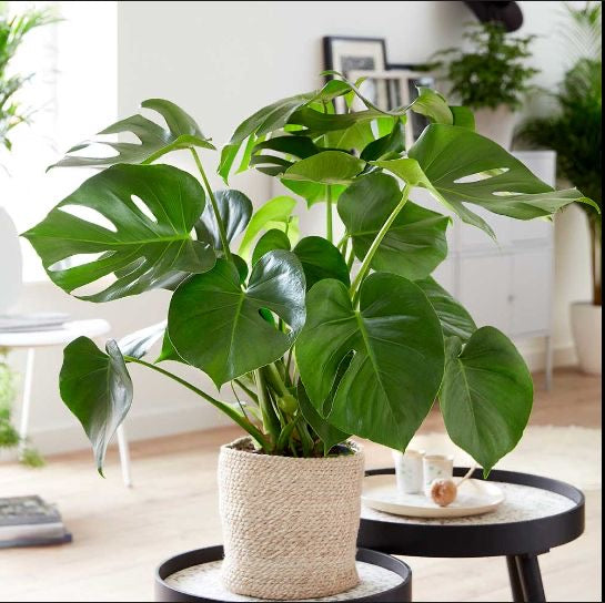 JUNGLE FLOOR PLANTS