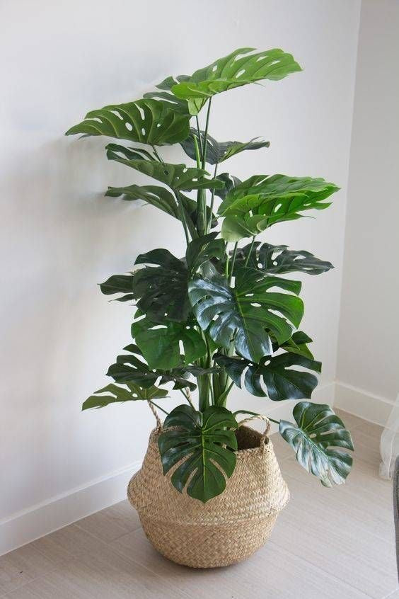 JUNGLE FLOOR PLANTS