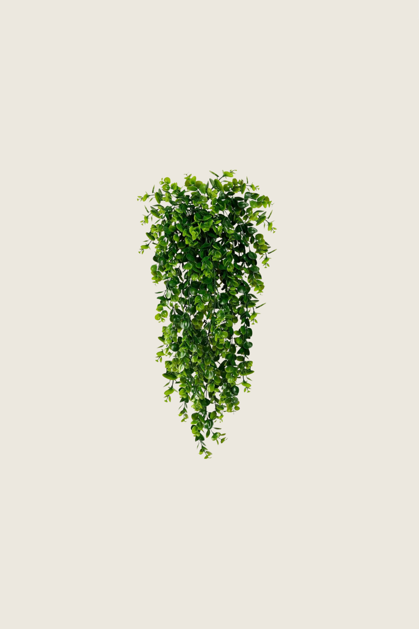HANGING PLANTS