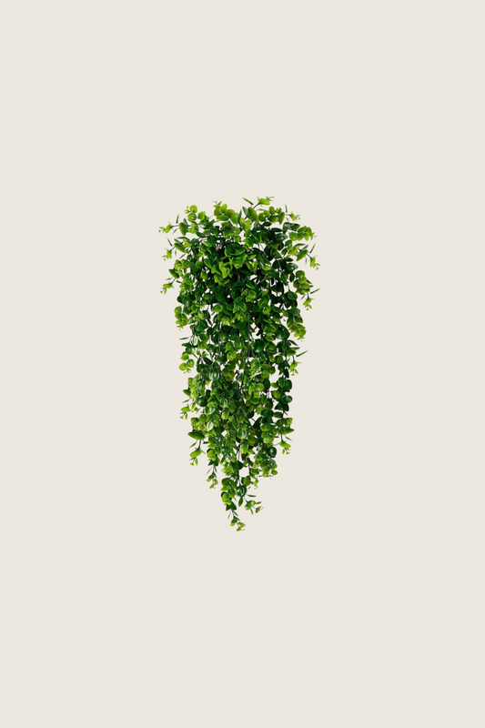 HANGING PLANTS